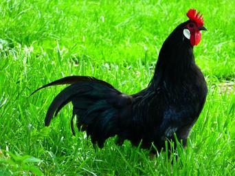 chicken-black-augsburger-chicken-522919.jpg
