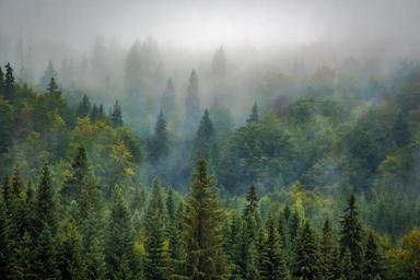 landscape-nature-forest-fog-misty-975091.jpg