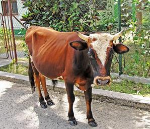toro-livestock-calf-cow-farm-935240.jpg