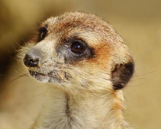 meerkat-animal-nature-zoo-1341800.jpg