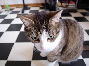 cat-pet-mieze-cat-face-head-358964.jpg