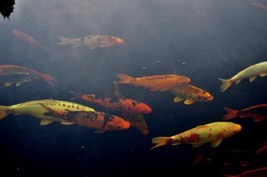 nature-fish-carp-water-1164031.jpg