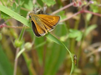 orange-moth-butterfly-1415473.jpg