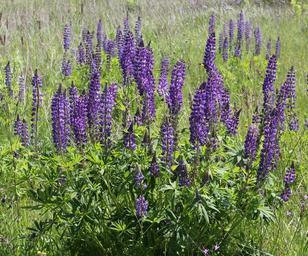 Lupinus polyphyllus UA 2015 G4.jpg
