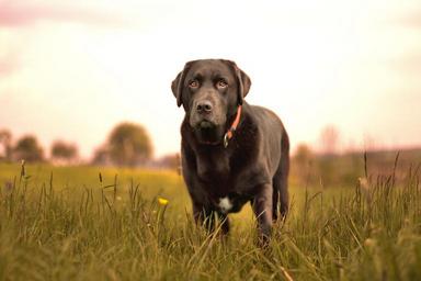 dog-nature-hundeportrait-1371948.jpg