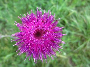purple-flower-plant-beautiful-216346.jpg