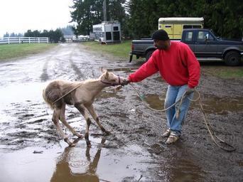 Jerry_pulling_a_palomino_colt_through_mud_with_a_loop_of_rope.jpg
