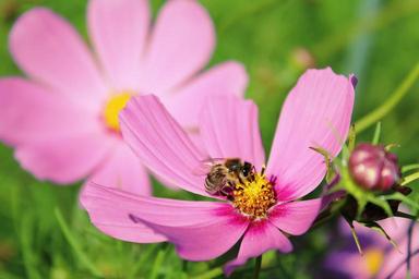 flower-cosmea-flower-cosmea-cosmos-905251.jpg