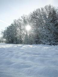 wintry-snow-trees-landscape-cold-946233.jpg