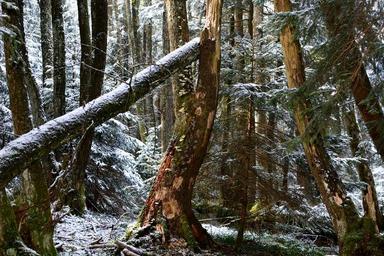 tree-old-old-tree-nature-forest-711521.jpg