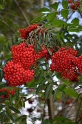 berry-red-orange-wood-1063451.jpg