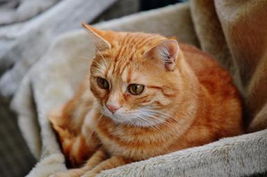 cat-hangover-red-cute-mackerel-1045094.jpg