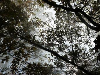 nature-branches-foliage-262995.jpg
