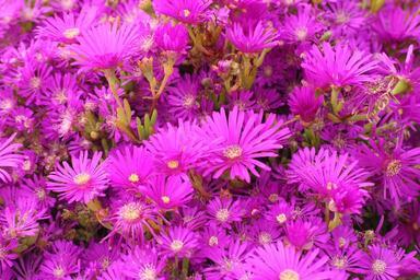 flower-pink-nature-wild-flowers-537898.jpg