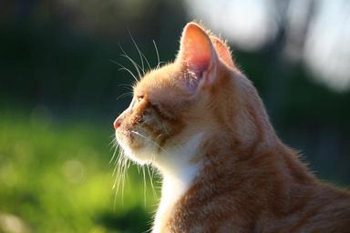 cat-kitten-red-mackerel-tabby-1337036.jpg