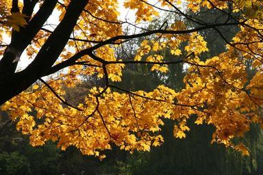 autumn-nature-tree-foliage-fall-194946.jpg