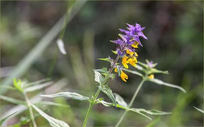 nature-flowers-plant-summer-flowers-1364209.jpg