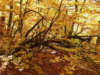 nature-forest-foliage-branches-264828.jpg