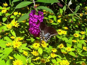 butterfly-insect-black-white-spots-17891.jpg