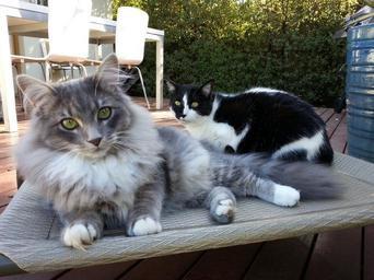 cat-cats-animal-animals-pet-grey-170580.jpg