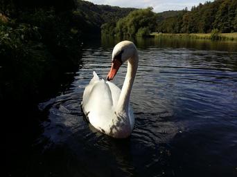 lahn-river-nature-waters-germany-924235.jpg