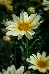 beauty-flower-garden-daisy-1515623.jpg