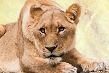 lioness-predator-animal-world-cat-449210.jpg