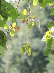 foliage-tree-branch-nature-green-1593798.jpg
