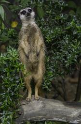 meerkat-zoo-fur-cute-pose-close-972652.jpg