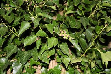 rank-plant-green-leaves-nature-1142999.jpg