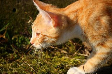 cat-kitten-red-mackerel-tabby-1255322.jpg