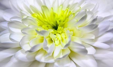 chrysanthemum-close-blossom-bloom-1010114.jpg