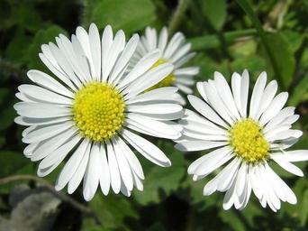 daisy-flowers-bloom-branch-blossom-70910.jpg