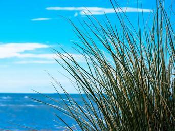 sea-sky-grass-grasses-clouds-946337.jpg