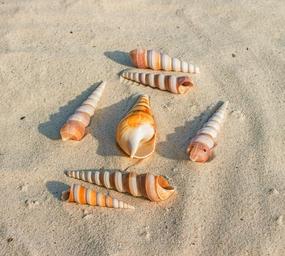 sea-shells-sand-beach-marine-animal-1501702.jpg