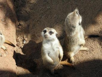 meerkat-zoo-africa-1094489.jpg