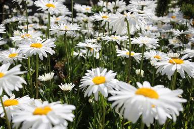 daisies-flowers-field-daisy-white-1311013.jpg