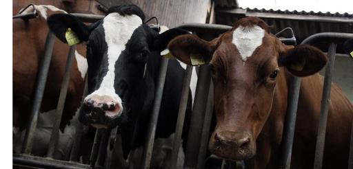 cattle-cows-food-eat-farm-552948.jpg