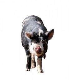 pig-animal-kune-kune-farm-cute-220434.jpg