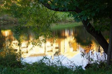 trees-from-a-green-forest-reflecting-in-water.jpg