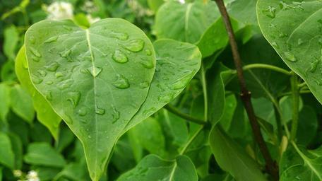 foliage-a-drop-of-water-green-tree-684973.jpg