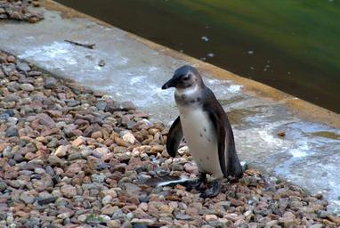 penguin-bird-water-bird-nature-1421605.jpg