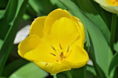 tulip-flower-blossom-bloom-yellow-738908.jpg