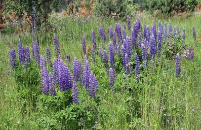 Lupinus polyphyllus UA 2015 G3.jpg
