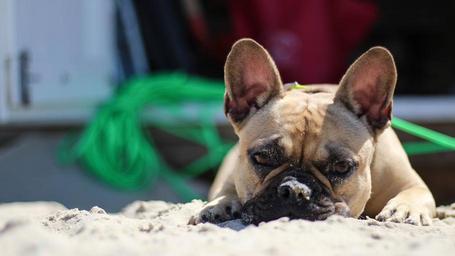 bulldog-beach-coast-domburg-french-1381168.jpg
