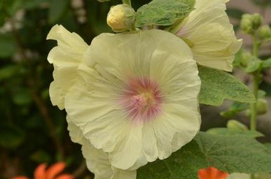 flower-rose-hollyhock-yellow-heart-1423715.jpg