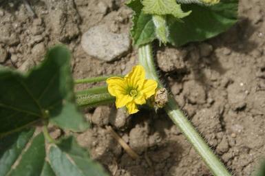 melon-flower-flower-plant-442099.jpg