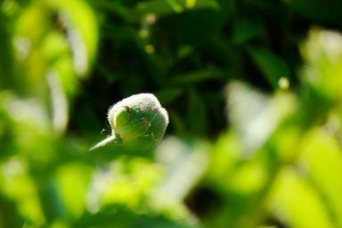 poppy-bud-flower-klatschmohn-805599.jpg