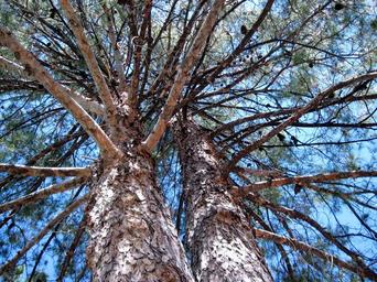 pine-tree-branches-nature-outdoor-1620981.jpg