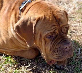 rescued-dog-animal-dog-pet-face-1680889.jpg